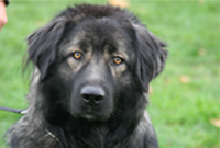 hunde