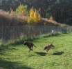 hundepension außenanlage