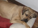 hundepension nero