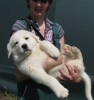 hundepension welpen