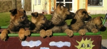 hundepension welpen